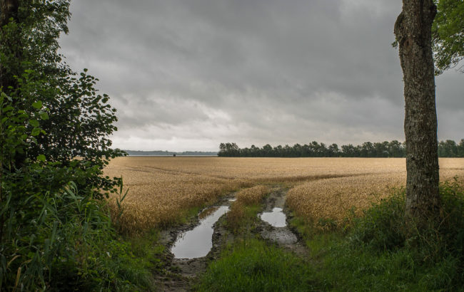 Moden hvedemark i august, Mariager Fjoird