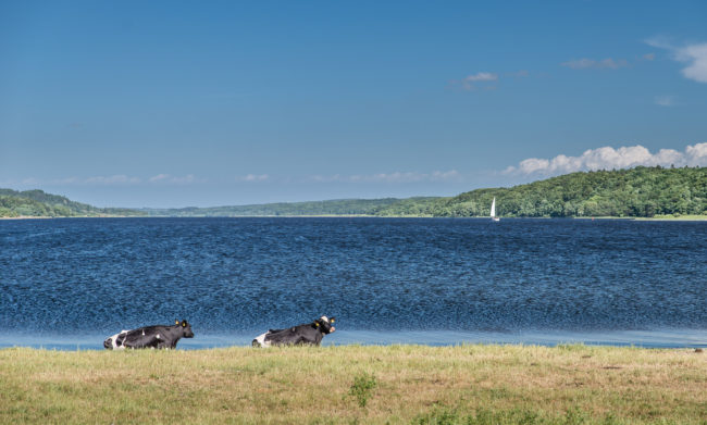 Køer ved Mariager Fjord